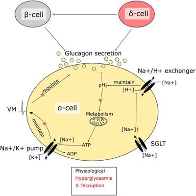 Sodium, Glucose and Dysregulated Glucagon Secretion: The Potential of Sodium Glucose Transporters